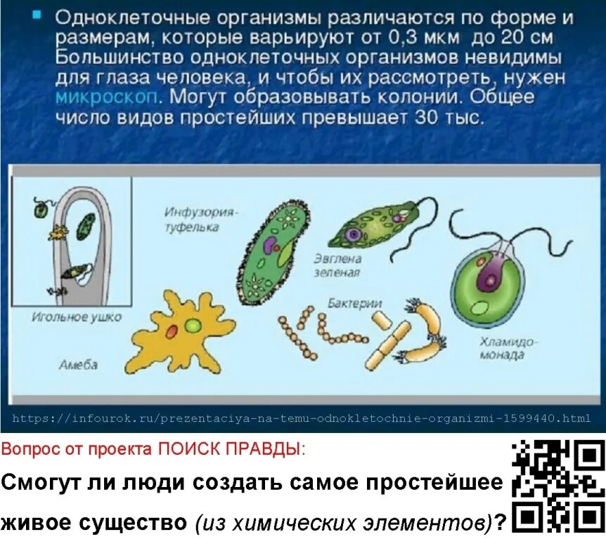 Одноклеточные организмы 5 класс биология. Одноклеточные оргаганизмы. Одоклеточные организм. Клетка одноклеточного организма. Временная форма существования бактерий и многих одноклеточных