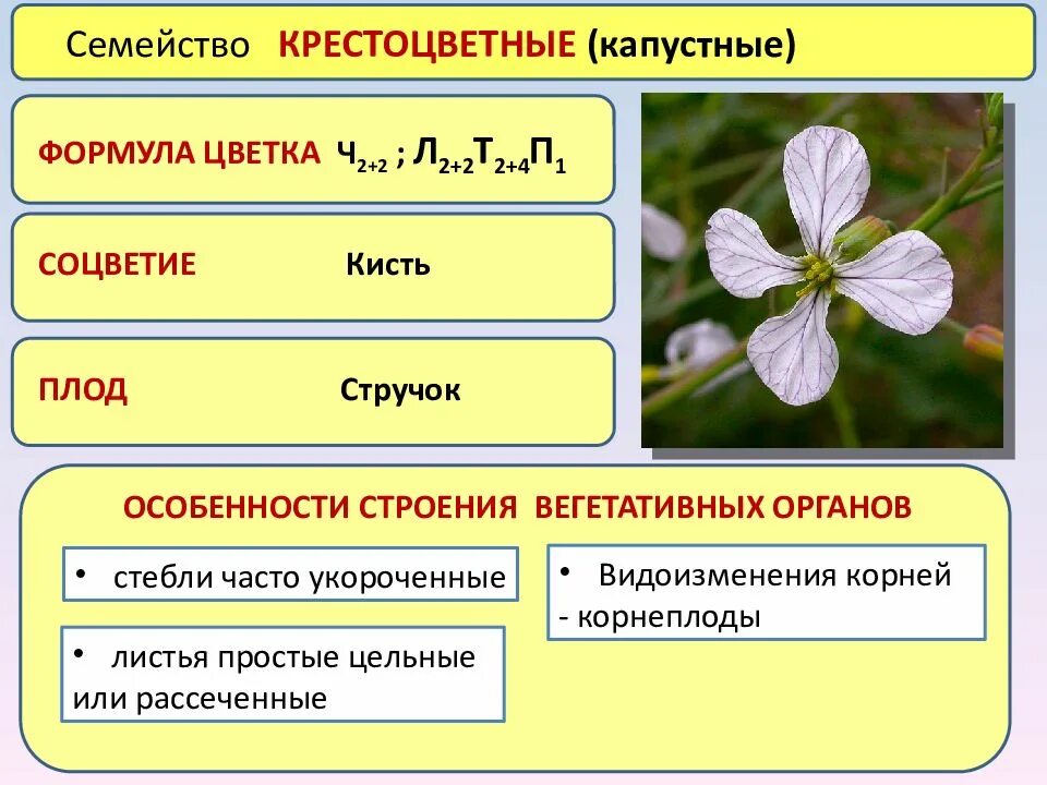 Формула цветков растений семейства крестоцветные. Соцветия формула плод крестоцветных. Плоды крестоцветных капустных. Формула семейства крестоцветных.