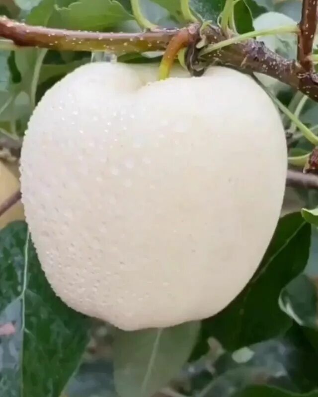 Белые сорта яблонь. Белое яблоко сорт. Белое яблоко сорт белоснежное.