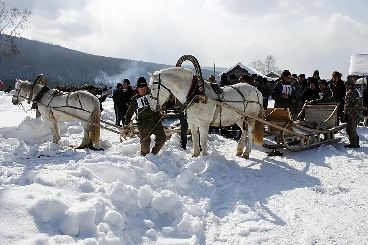 Лошадь с санями. Гужевая повозка. Зимний гужевой транспорт. Лошадь в упряжке. Часть упряжи 5