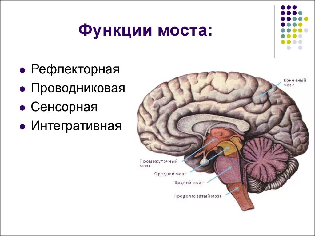 Мост головного мозга строение и функции. Головной мозг варолиев мост. Сенсорная функция продолговатого мозга. Функции варолиева моста.