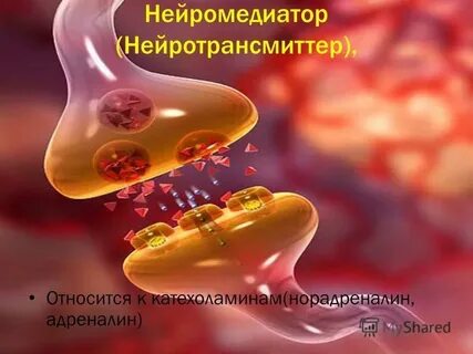 Нейромедиаторы