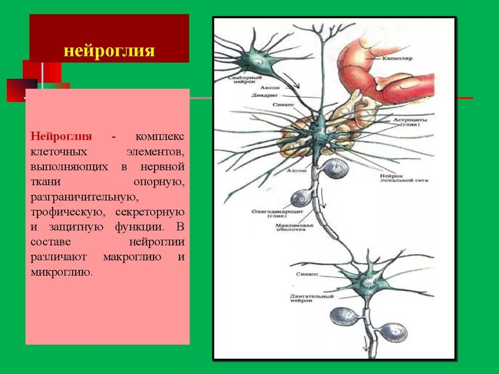 Основные функции глиальных клеток. Глиальные клетки нервной ткани функции. Строение глиальных клеток схема. Глия ПНС типы клеток.