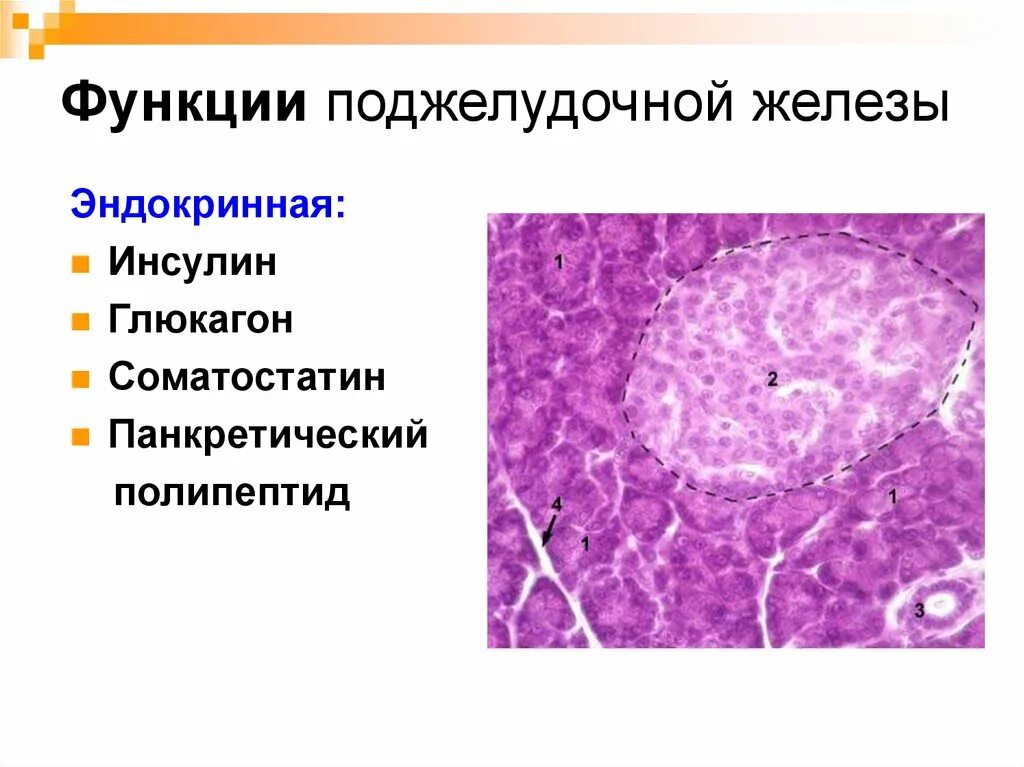 Полипептиды функции. Соматостатин поджелудочной железы функция. Функции панкреатического полипептида поджелудочной железы. Моторная функция поджелудочной железы. Эндокринная функция поджелудочной железы.