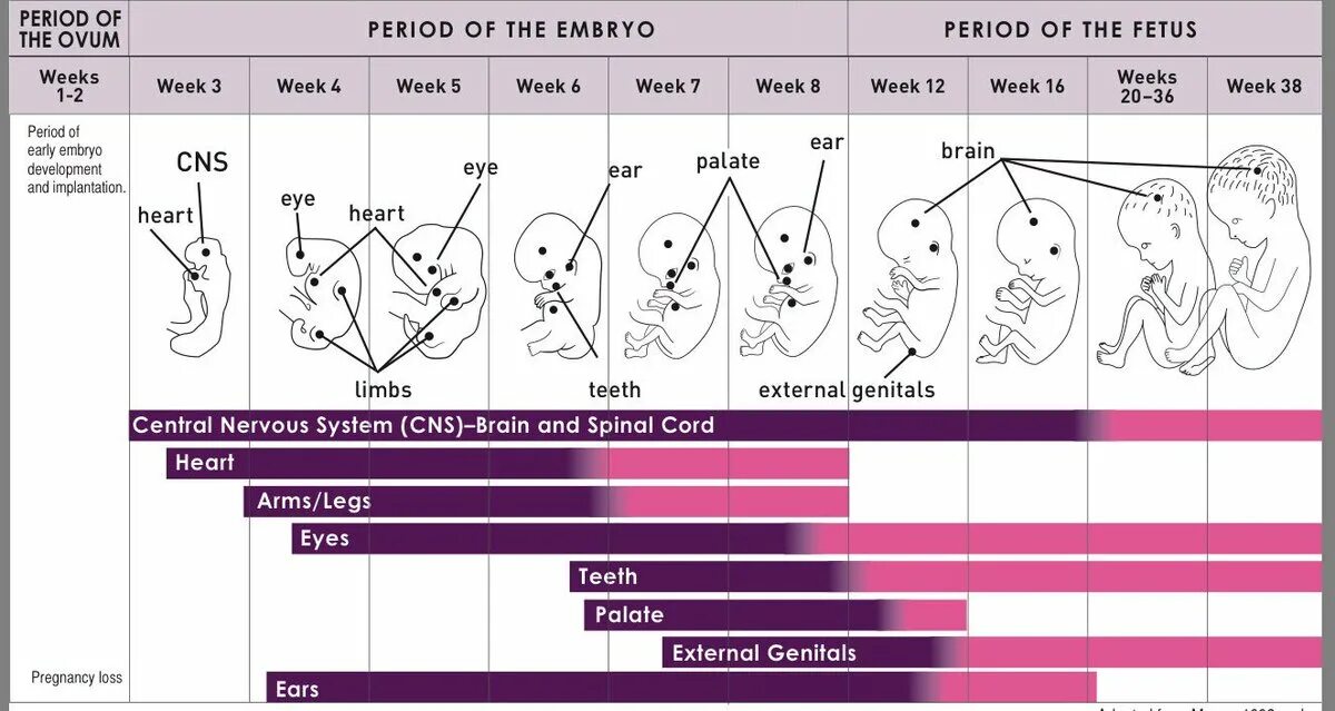 Беременность схема развития. Fetal Development.