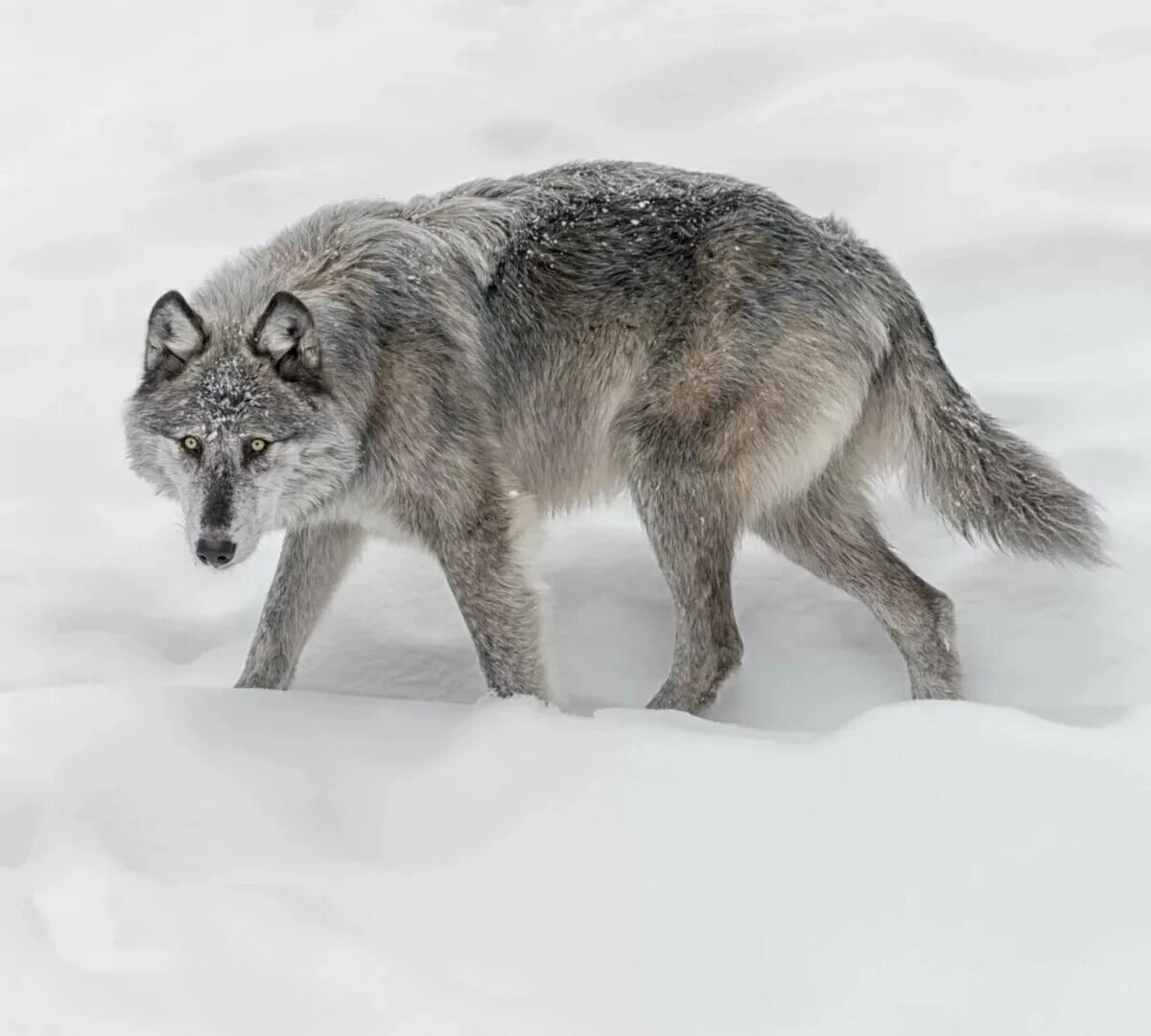 Волк серый. Сибирский волк.