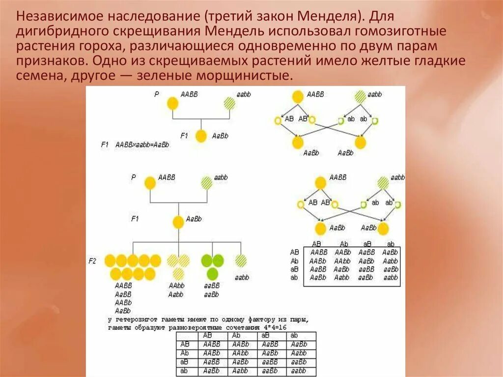 Закономерности дигибридного скрещивания. Биология 2-й закон Менделя. Дигибридное скрещивание независимое наследование. 3 Закон Менделя схема. Законы Менделя дигибридное скрещивание.