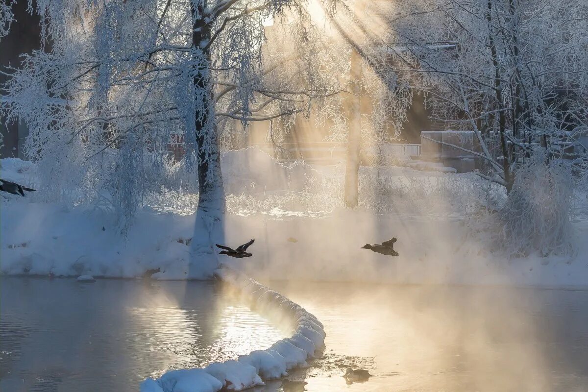 зима пришла. денечки тают как вчерашний снег. зимний вечер. цветы в снегу. февраль последний зимний.