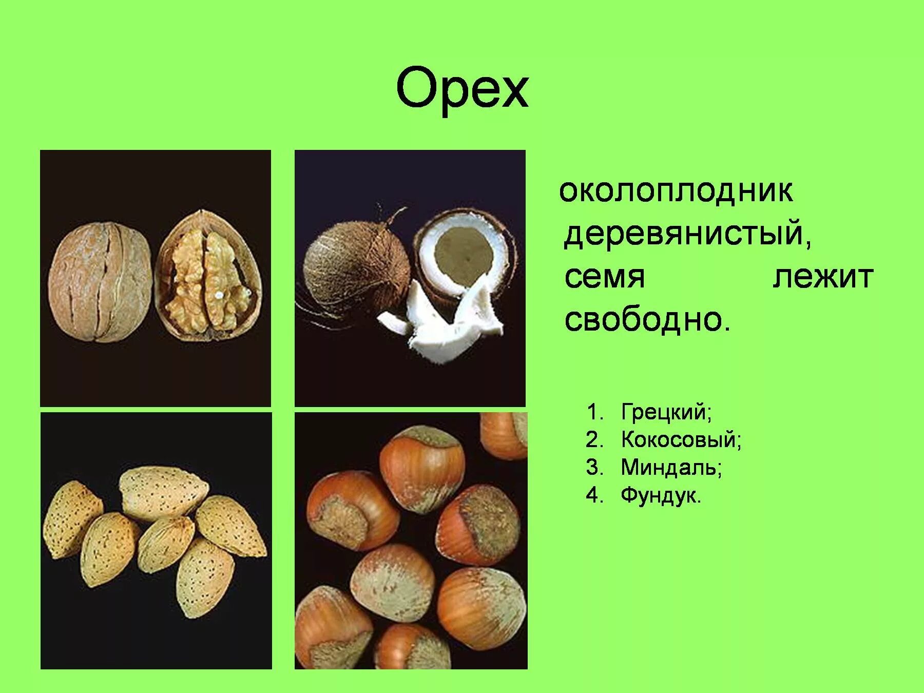 Орех околоплодник. Орех фундук строение плода. Грецкий орех Тип околоплодника. Строение плода орешек. Грецкий орех строение плода.