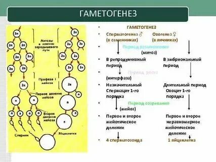 Последовательность развития половых клеток и зародыша