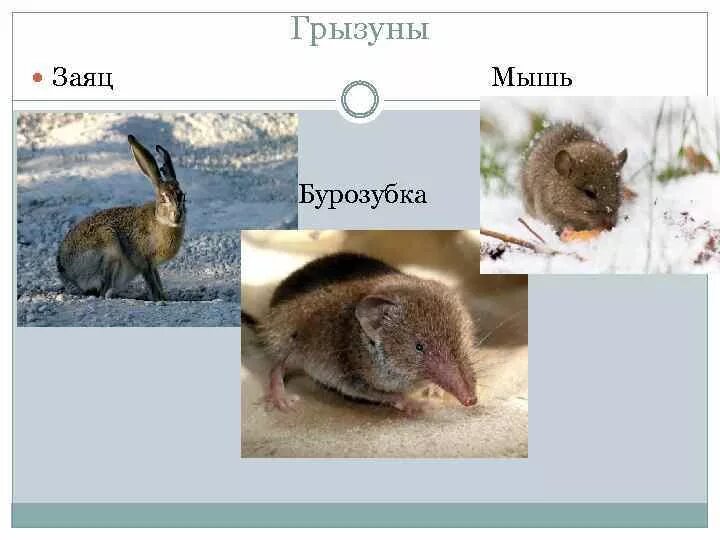 Заяц относится к грызунам или нет. Заяц относится к грызунам. заяц грызун или нет. зайцы и грызуны отличие картинка.