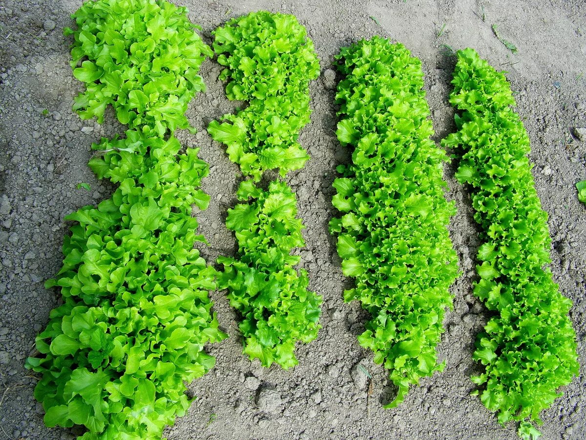 Какую зелень посадить в открытый грунт. Салат куст. Грядки для зелени. Салат листовой на грядке. Зелень сверху на грядке.