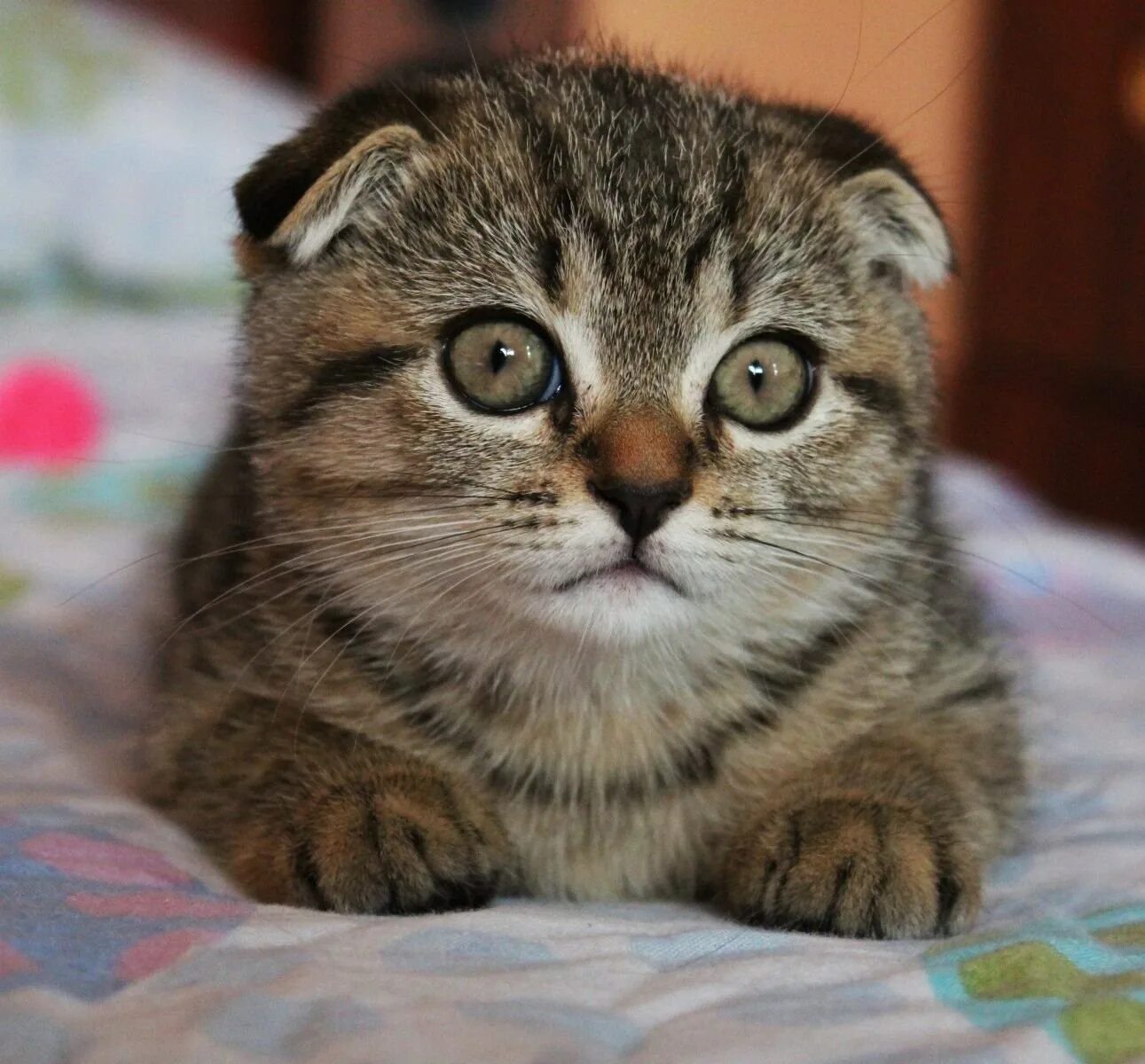 Кошки с висячими ушами. Шотландский кот скоттиш фолд. Шотландская вислоухая ошка. Кошки с висячими ушами. Кошки с висячими ушами.