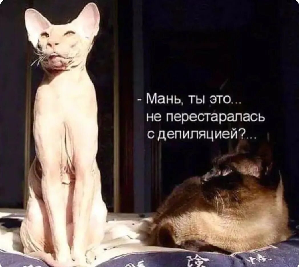 Сфинкс цитаты