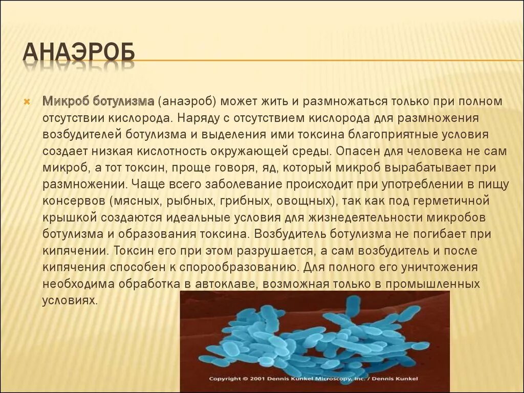 Организм живущий только при отсутствии кислорода. Анаэробы. Анаэробные организмы. Аэробные бактерии и анаэробные бактерии. Аэробные и анаэробные условия.