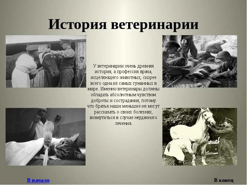 Как называли лекаря людей и животных