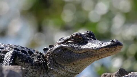Caiman