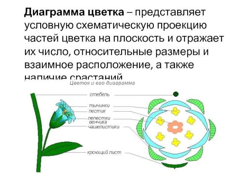 Число чашелистиков у однодольных