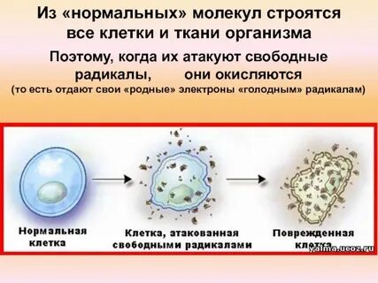 Повреждение клеток свободными радикалами