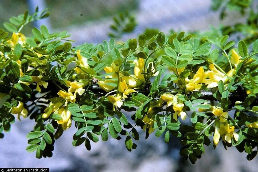 Семена Орешка Карагана кустарниковая 20 шт. - купить в интернет-магазине по низк