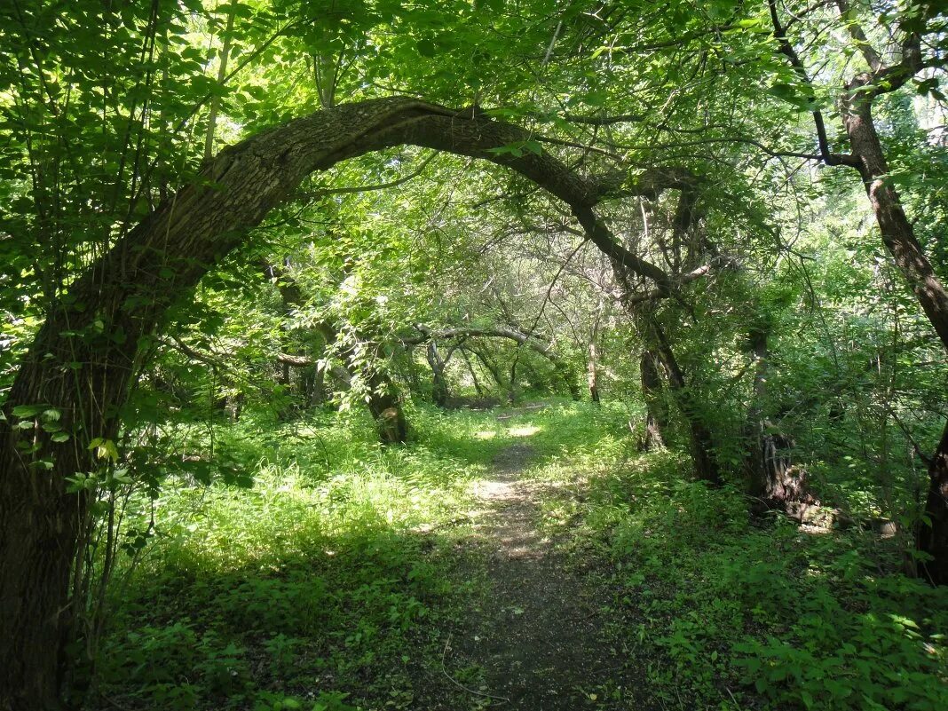 Вязовая роща севастополь пляж. Вязовая роща севастополь пляж. Вязовая роща севастополь. Вязовой рощи. Пляж вязовая роща в орловке севастополь.