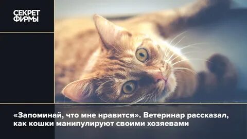 Как распознать кошку