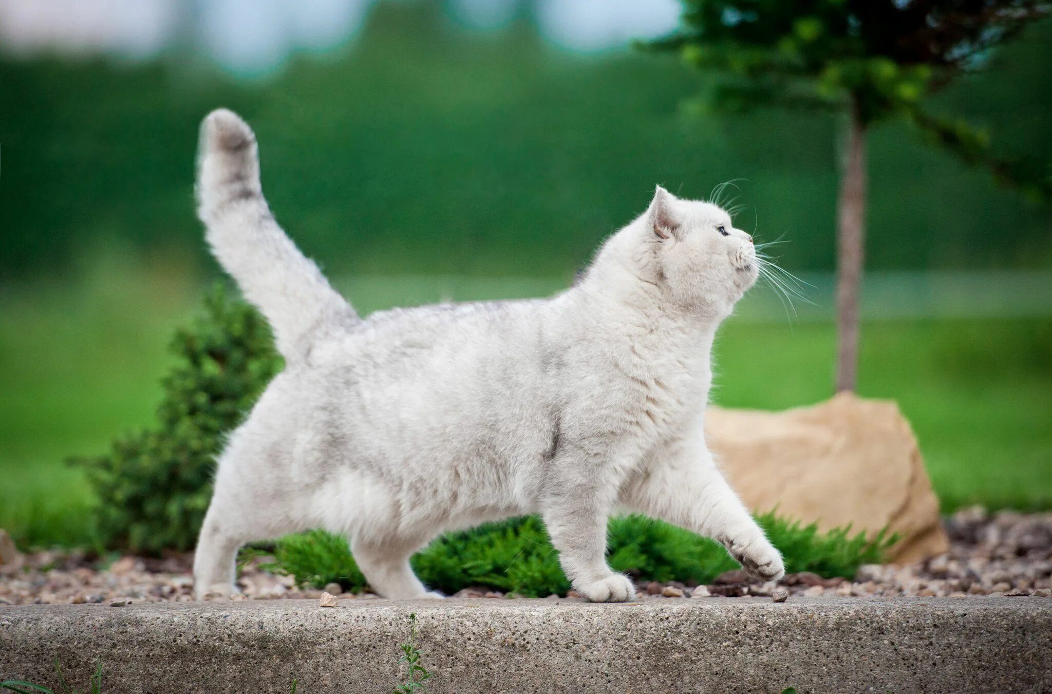 Once a cat. Кошка белая. Кошка идет. Белый кот бежит. Белая пушистая кошка.