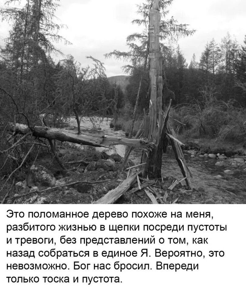 Истории сломанные жизни. Похож на дерево я. донбас сломанные деревья.