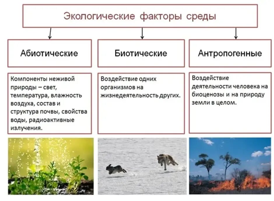 Приведите примеры изменений условий среды. Биотические и абиотические факторы среды. Абиотические и биотические экологические факторы. Экологические факторы абиотические биотические антропогенные. Абиотические факторы среды.