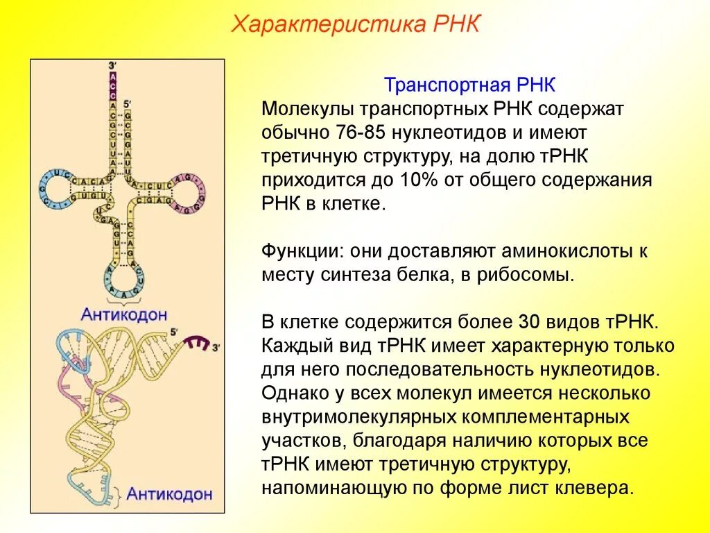 Какие функции выполняет рнк. Структура, функции транспортных РНК. Структура молекулы т РНК. Строение молекулы транспортной РНК. Функции молекулы т РНК.