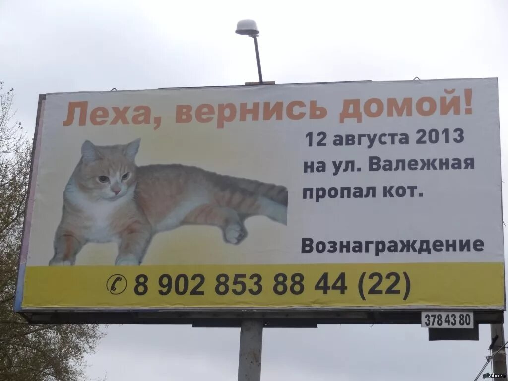 Почему коты возвращаются