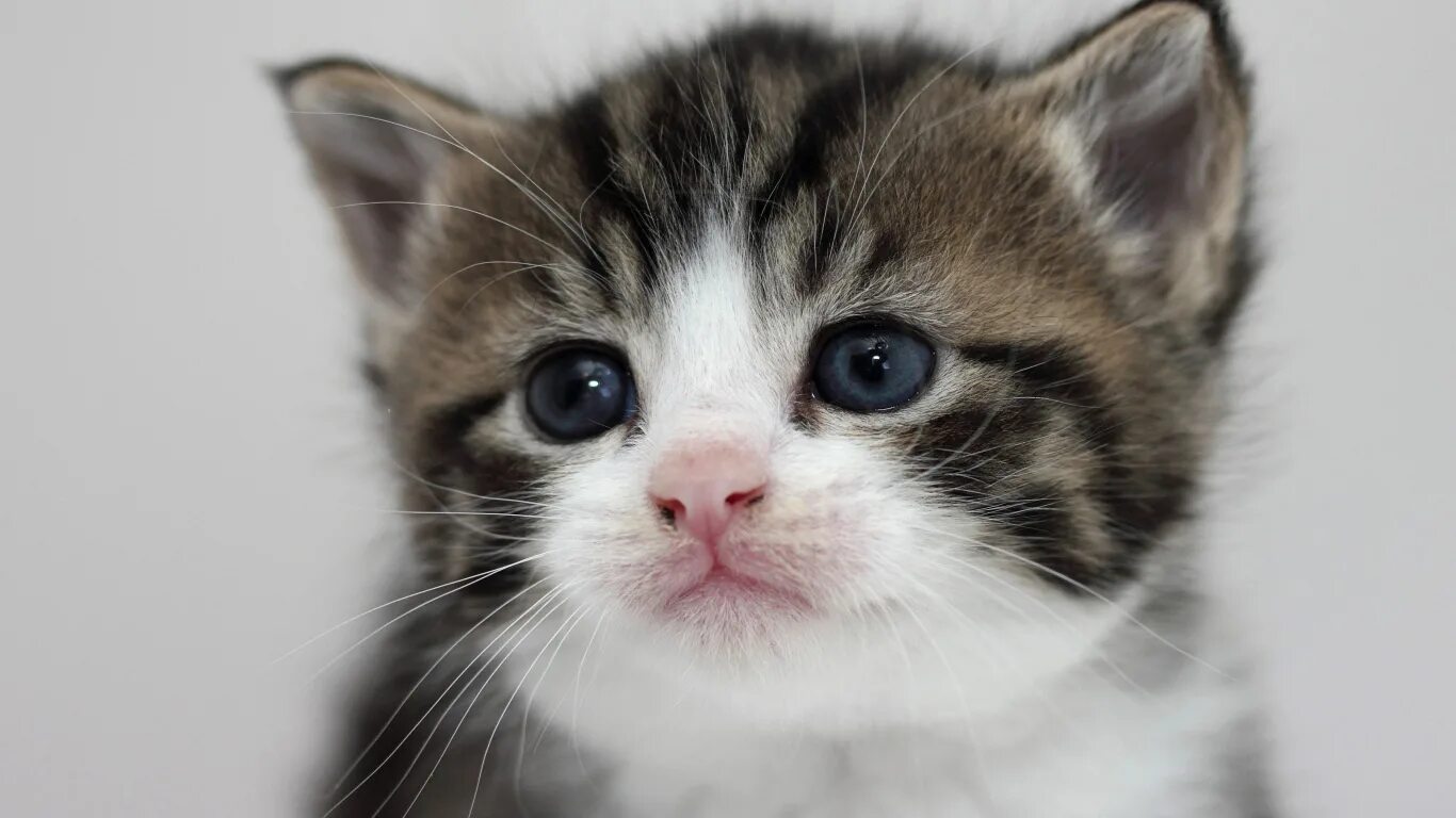 милую мордочку. серый котёнок. красивая морда кошки. милую мордочку. милые кошачьи морды.