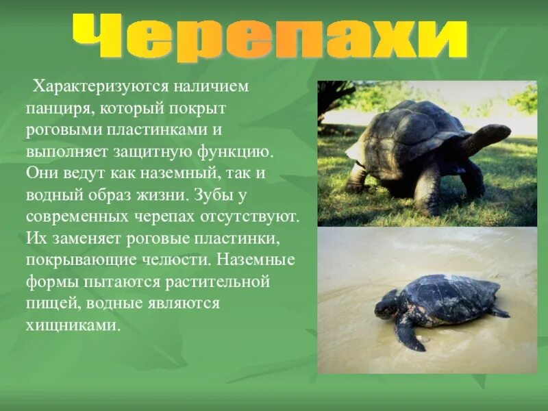 Деление тела на отделы. Характеристика раковины брюхоногих моллюсков. Общая характеристика моллюсков и членистоногих. Наличие панциря признака. Наличие панциря признака.