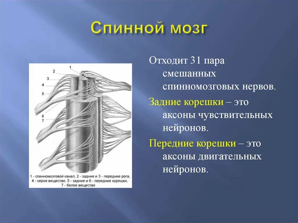 Сколько пар спинномозговых нервов отходят. Спинномозговые нервы корешки. Передние корешки спинномозговых нервов. Спинномозговые нервы передние и задние корешки. Задние корешки спинномозговых нервов.