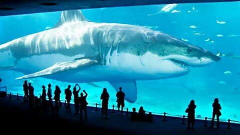 The biggest ocean