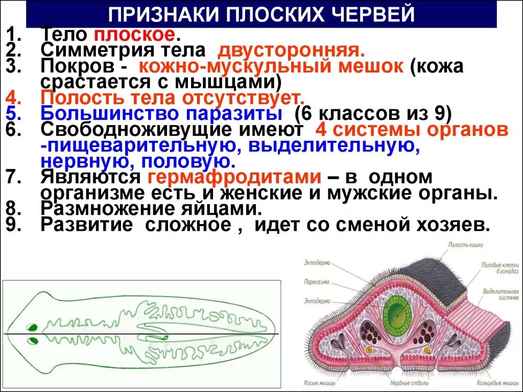 Спинно брюшном направлении. Кожно-мускульный мешок у плоских червей. Тип плоские черви кожно-мускульный мешок. Мускульного мешка у плоских червей. Плоские черви полость тела.