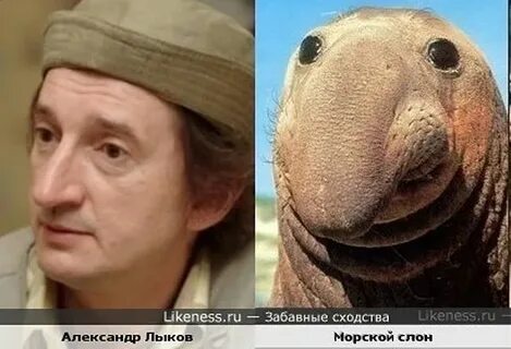 Не смотря на сходство