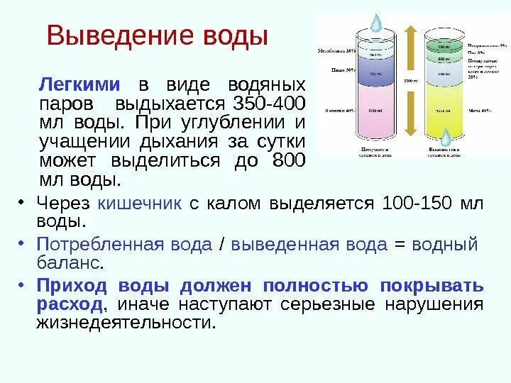 Через легкие выводятся. Вывод жидкости из легких. Выведение воды. Для выведение жидкости. Вывод о расходе воды.