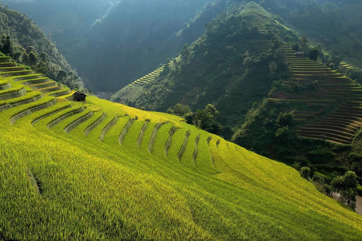 Поля террасы. Террасные рисовые поля Вьетнам. Вьетнам рисовые плантации. Террасирование во Вьетнаме. Террасированное земледелие Вьетнам.
