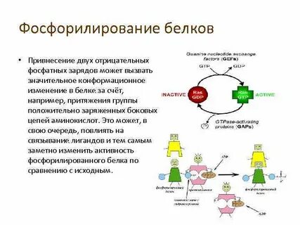 Биологическая роль фосфорилирования