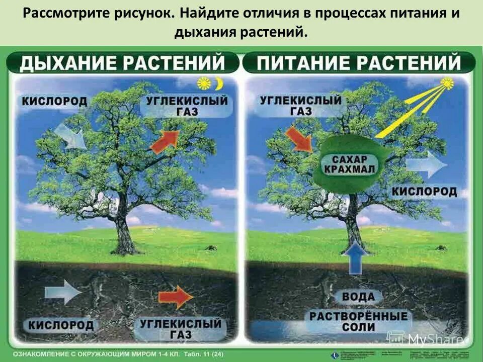 Как дышат растения схема. Процесс дыхания и питания у растений. Питание растений схема 3 класс. Питание растений 3 класс. Дыхание растений.