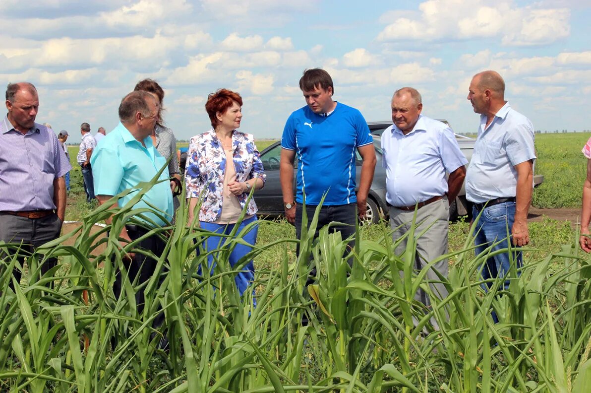 Погода краснопартизанская село. Фермеры Саратовской области. СВОШНИКИ Краснопартизанского района Саратовской. Саратов сельское хозяйство.