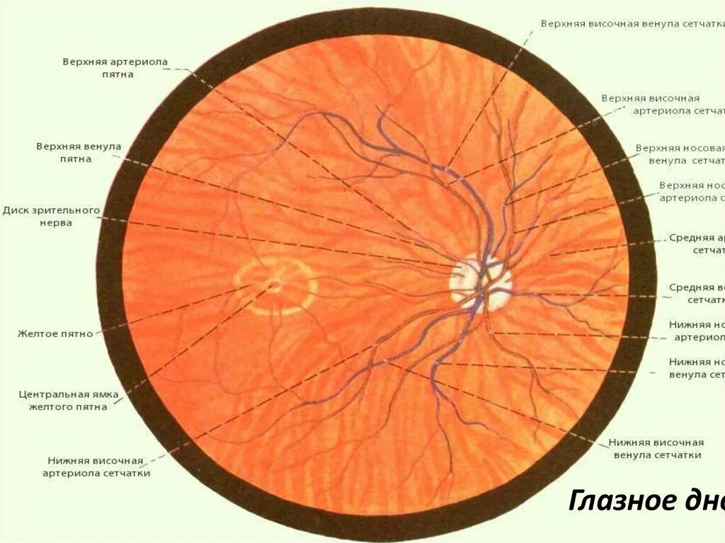 Диск зрительного нерва сетчатки анатомия. Сетчатка исследование глазного дна с широким зрачком. Диск зрительного нерва строение глаза. Строение глазного дна анатомия. Диаметр сетчатки