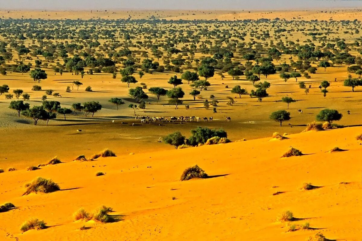 Сахель. Границей какого природного объекта является сахель. Сахель это в географии. Полупустыня сахель. Границей какого природного объекта является сахель.