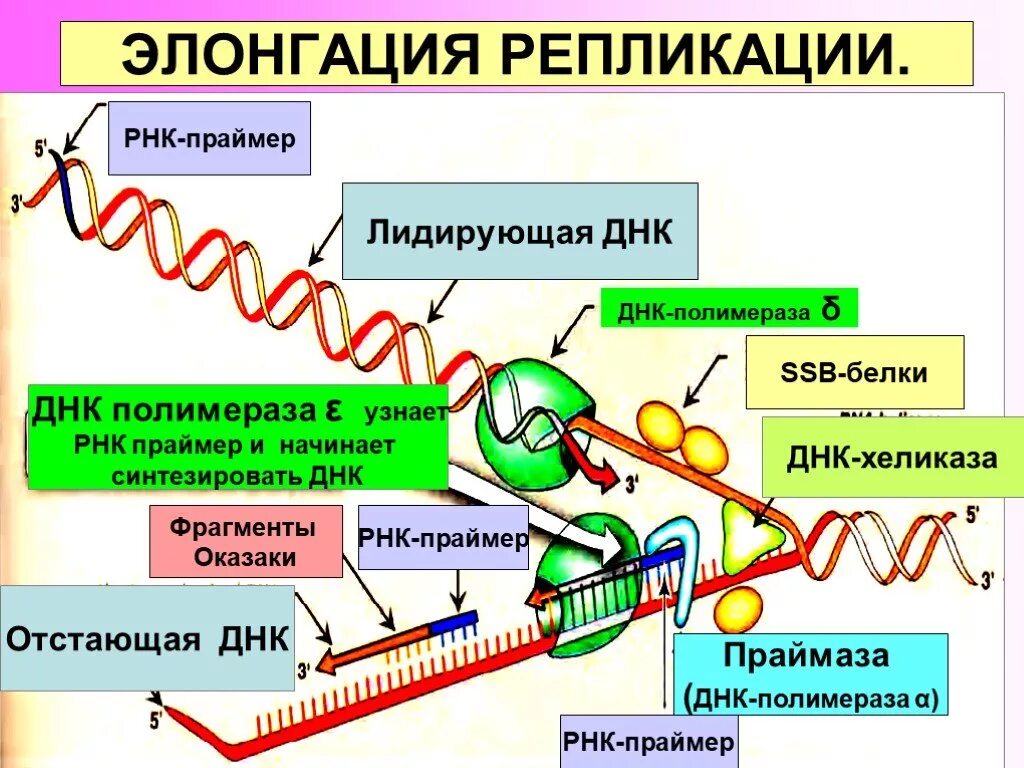 Ферменты расщепляющие днк. РНК полимераза в репликации ДНК. Этап элонгации в репликации ДНК. Репликация ДНК ФРАГМЕНТЫ Оказаки. РНК праймер в репликации.