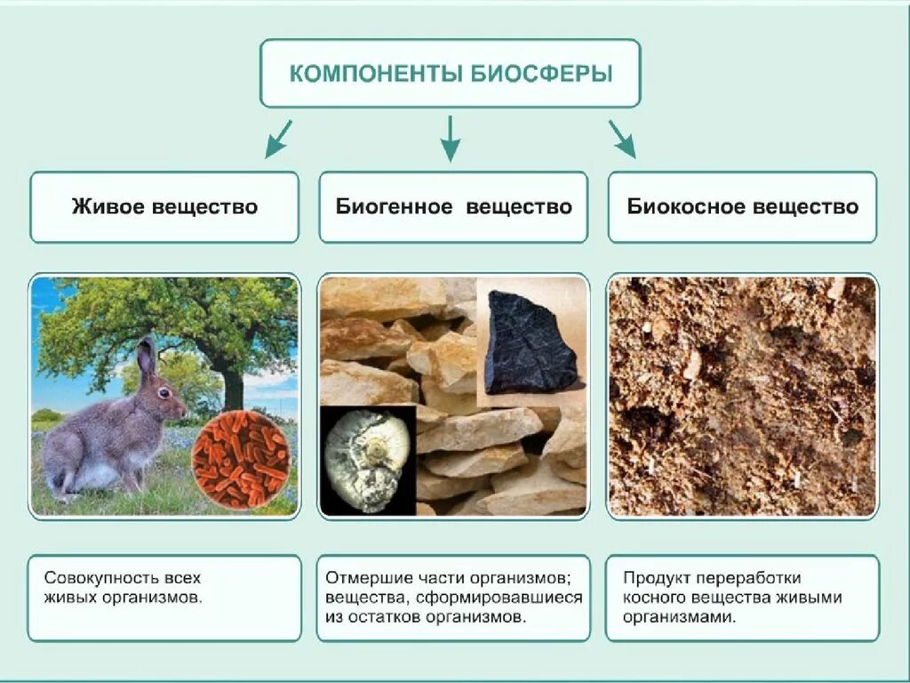 Гранит является примером вещества биосферы. Компоненты биосферы. Основные компоненты биосферы. Основной компонент биосферы. Важнейшие компоненты биосферы.