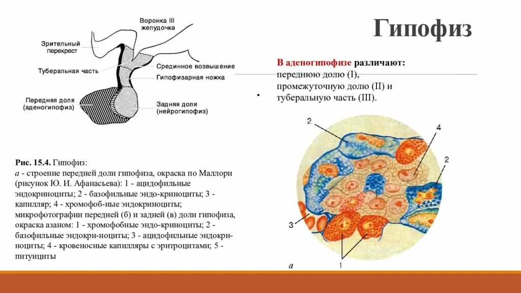 Туберальная часть гипофиза гистология.