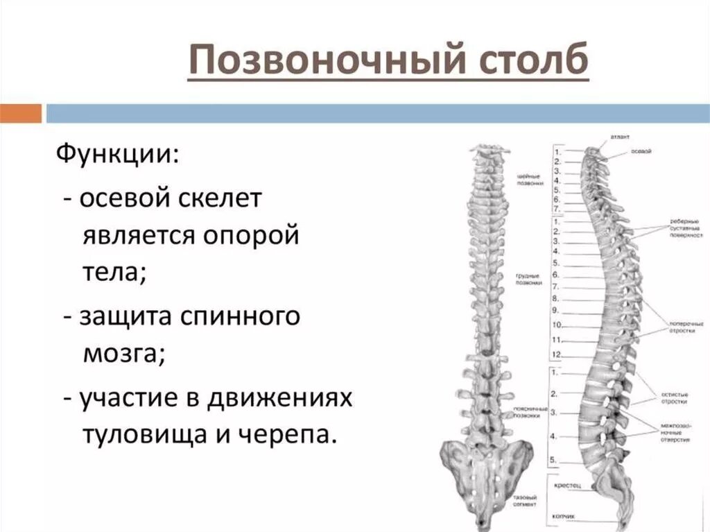 Отделы спины. Позвоночный столб строение и функции. Позвоночный столб анатомия функции. Осевой скелет хорда Позвоночный столб. Позвоночный столб отделы строение позвонка.