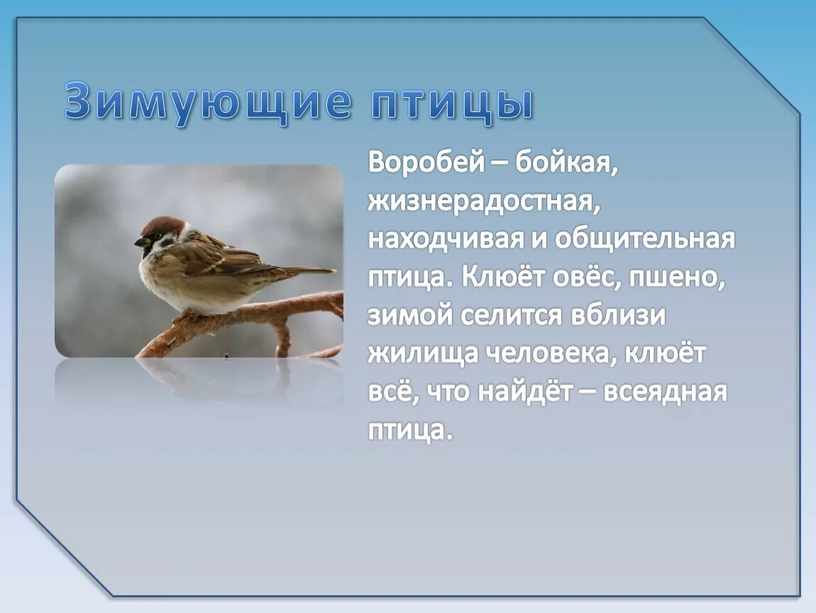 Текст про птиц 5 класс. Информация о Воробье. Рассказ о птицах. Воробей для презентации. Описание воробья.