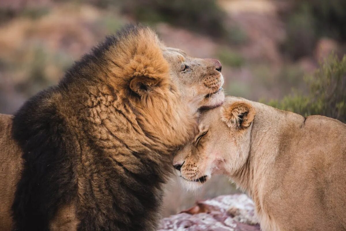 Лев и львица. Пары животных. Лев. Пара животных любовь.
